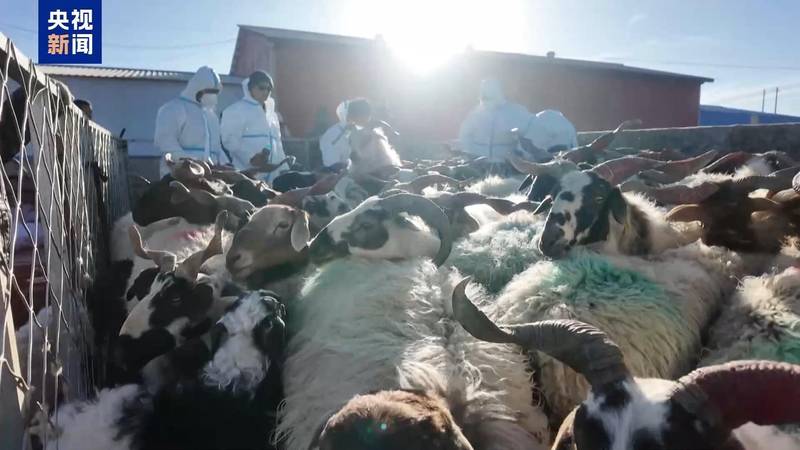 新春走基层丨下山借牧还交上了朋友 这趟“冬牧”值了 新闻 新春走基层丨下山借牧还交上了朋友 这趟“冬牧”值了 新闻