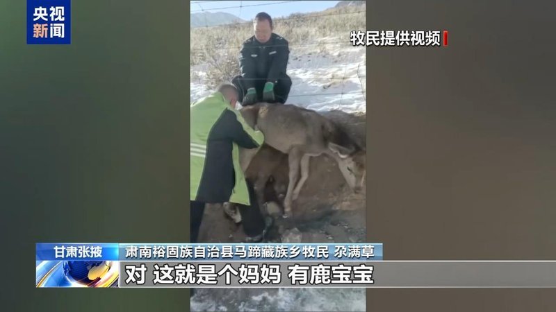 新春走基层丨下山借牧还交上了朋友 这趟“冬牧”值了 新闻 新春走基层丨下山借牧还交上了朋友 这趟“冬牧”值了 新闻