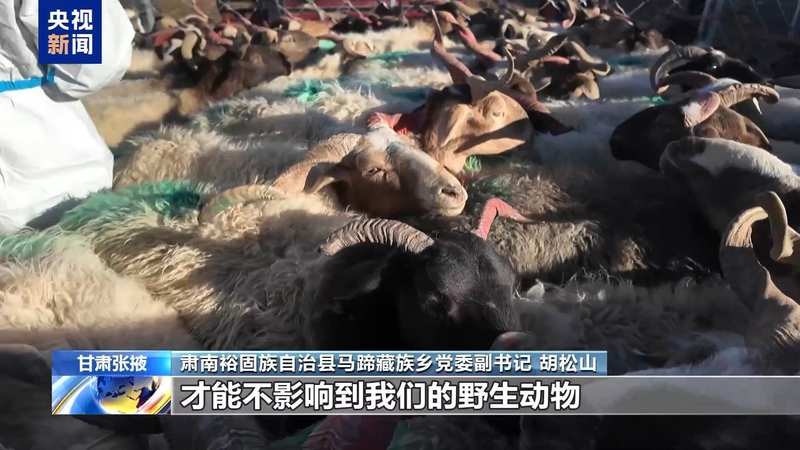 新春走基层丨下山借牧还交上了朋友 这趟“冬牧”值了 新闻 新春走基层丨下山借牧还交上了朋友 这趟“冬牧”值了 新闻