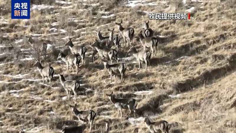 新春走基层丨下山借牧还交上了朋友 这趟“冬牧”值了 新闻 新春走基层丨下山借牧还交上了朋友 这趟“冬牧”值了 新闻