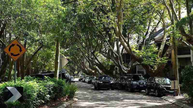 树木如何悄然改变悉尼房价走势；距离10至20米成关键；过近反而带来隐患。