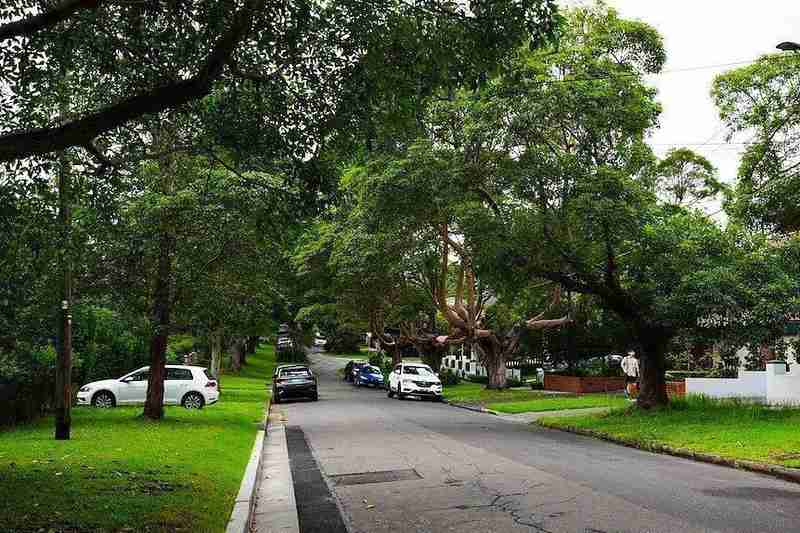 树木如何悄然改变悉尼房价走势;距离10至20米成关键;过近反而带来隐患。 房产家居