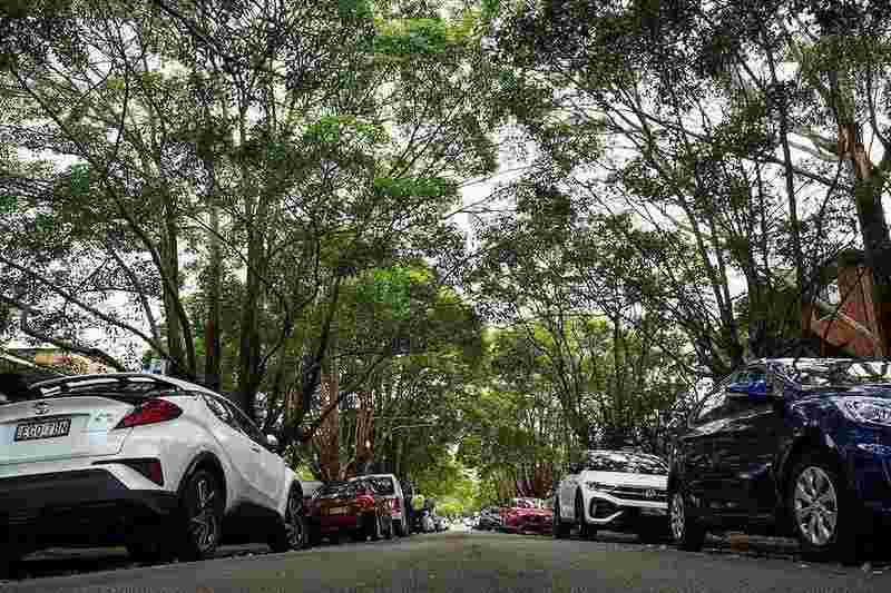 树木如何悄然改变悉尼房价走势;距离10至20米成关键;过近反而带来隐患。 房产家居