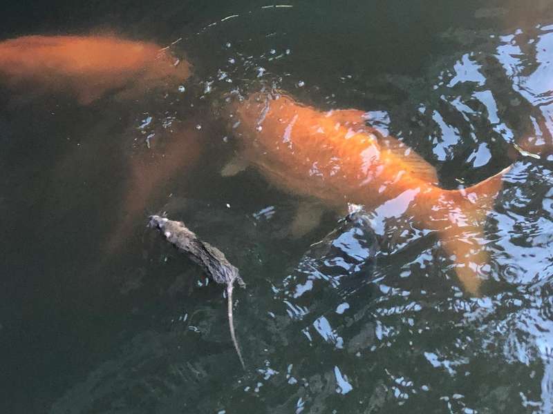 西湖花港奇观,老鼠下水抢食;游客投喂引来意外访客,景区常态管理应对。 文化旅游