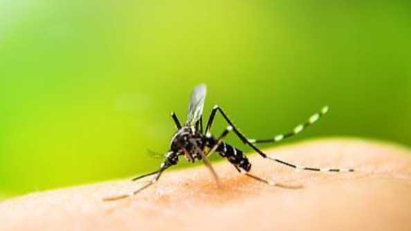  隐秘的健康威胁：两种虫媒传染病正式升级，全方位防控指南揭秘 新闻 隐秘的健康威胁：两种虫媒传染病正式升级，全方位防控指南揭秘 新闻