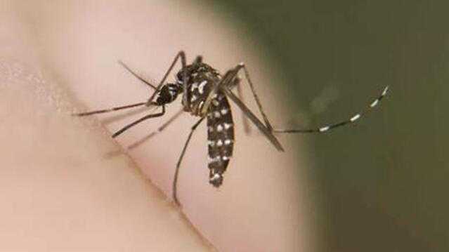  隐秘的健康威胁：两种虫媒传染病正式升级，全方位防控指南揭秘 新闻 隐秘的健康威胁：两种虫媒传染病正式升级，全方位防控指南揭秘 新闻