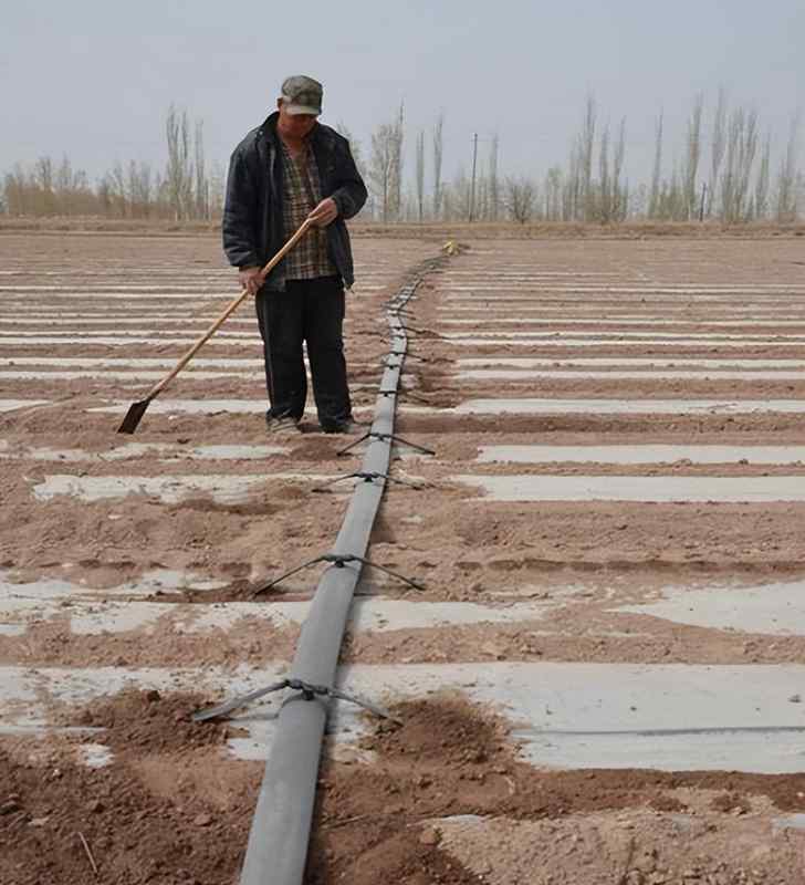 【技术深挖】新疆棉花开播窗口期:四大核心参数决定亩产天花板 新闻