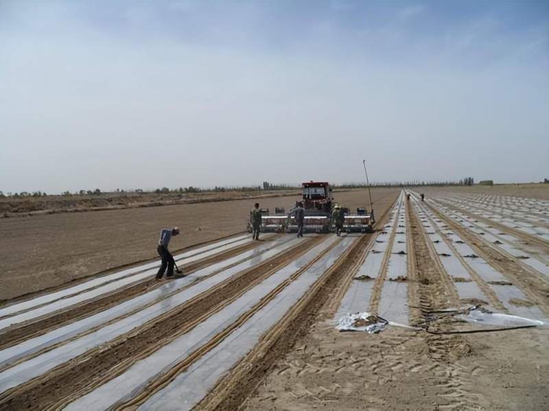 【技术深挖】新疆棉花开播窗口期:四大核心参数决定亩产天花板 新闻