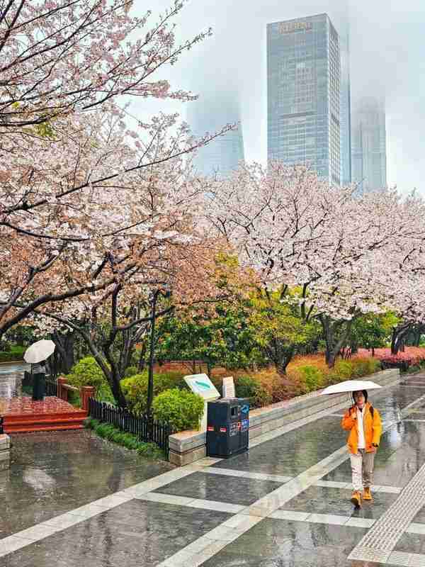  上海浦东赏花全攻略：从樱花大道到桃花村的春日花期解码与技术路线 文化旅游