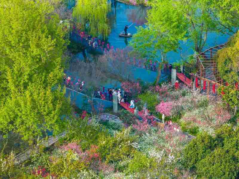  上海浦东赏花全攻略：从樱花大道到桃花村的春日花期解码与技术路线 文化旅游