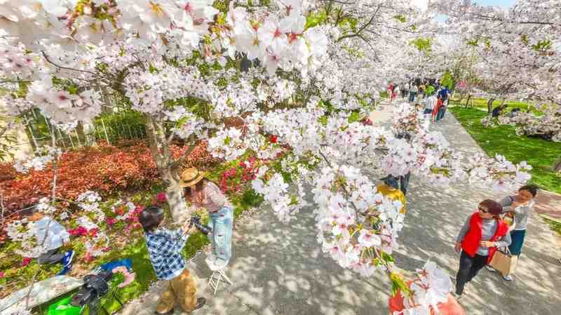  上海浦东赏花全攻略：从樱花大道到桃花村的春日花期解码与技术路线 文化旅游