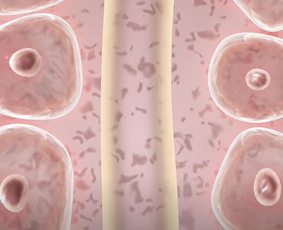  线粒体胶囊技术深度解析：80%投递效率如何重塑细胞器治疗范式 健康养生