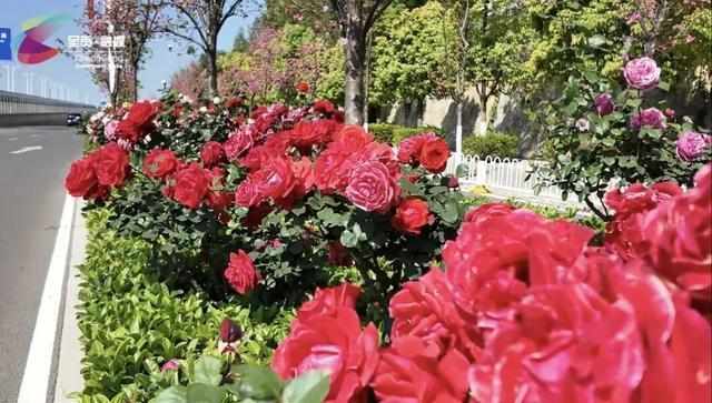  昆明街头的月季密码：呈贡绿化带盛放的生态启示。 新闻