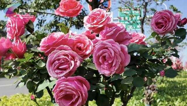  昆明街头的月季密码：呈贡绿化带盛放的生态启示。 新闻