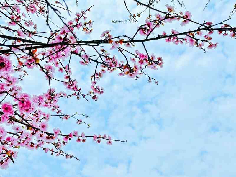 【战术拆解】从火力压制到心理溃败:一场不对等对抗中的决策链分析 影视小说